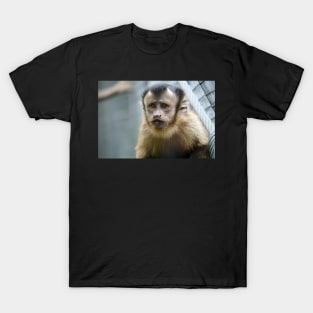 Capuchin Monkey T-Shirt